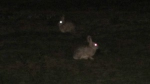 San Francisco bunnies at night 2 Kopie